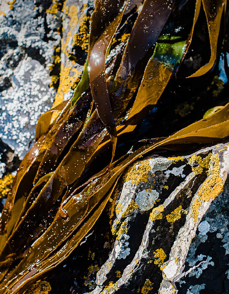 seaweed